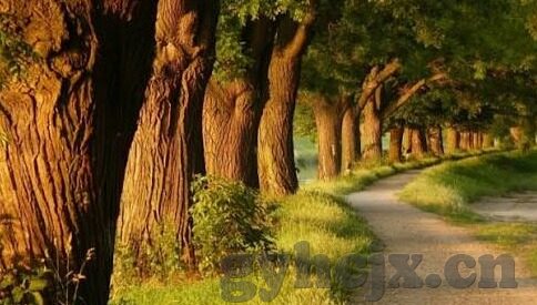 麻豆国产视频在线播放-探索国人影视文化的多元化呈现——麻豆国产视频在线播放的魅力